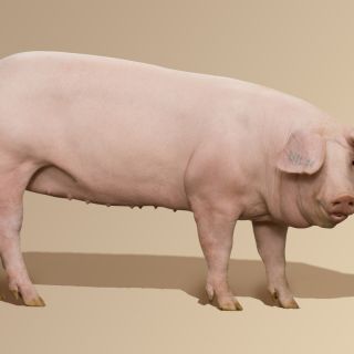 Свине угояване 60 - 110 кг.